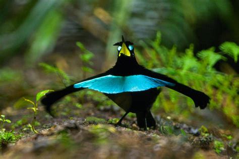 天堂鳥 鳥類|月牙華美天堂鳥